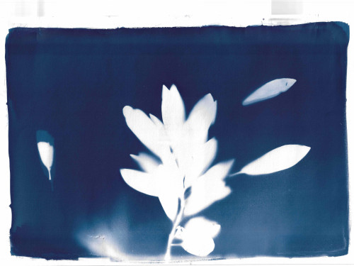 Cyanotype